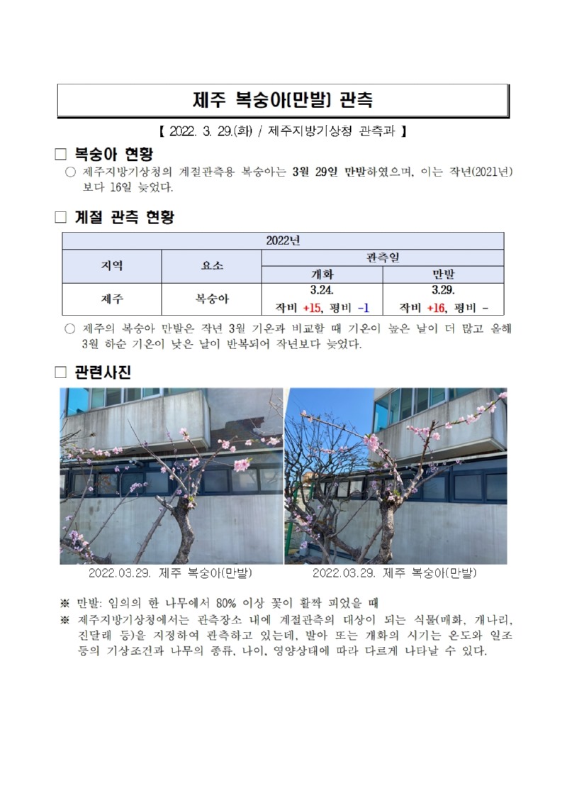 제주 복숭아(만발) 관측001.jpg