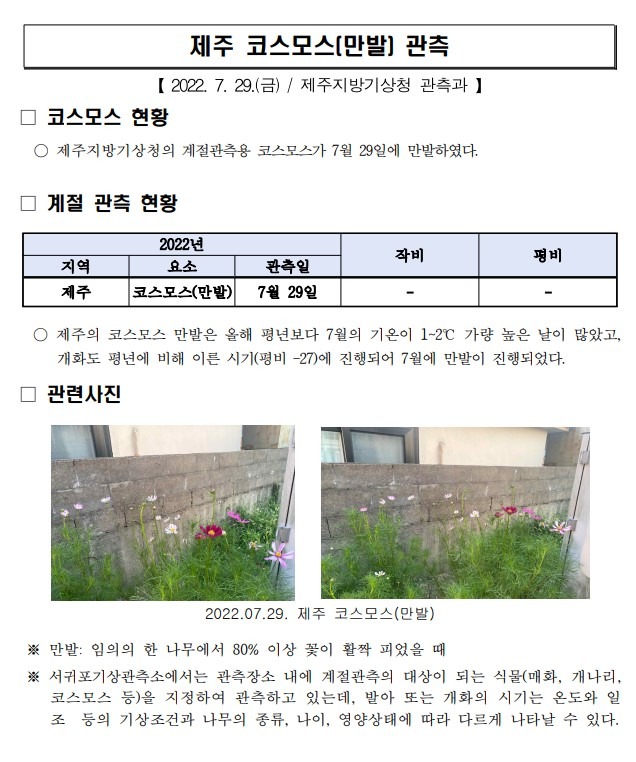 제주 코스모스(만발) 관측.jpg