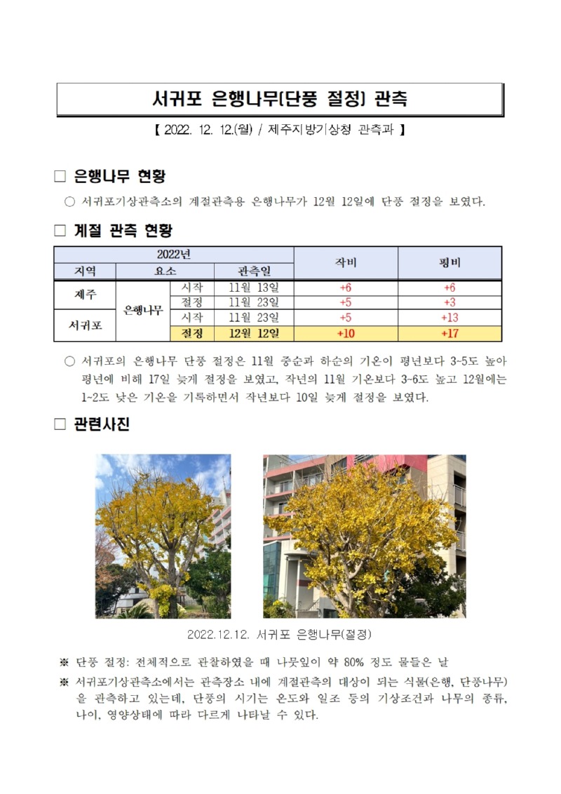서귀포 은행나무(단풍 절정) 관측.jpg