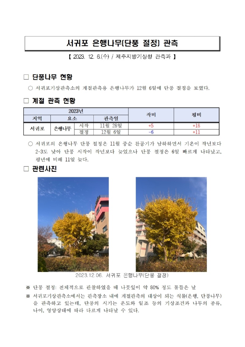 서귀포 은행나무(단풍 절정) 관측001.jpg