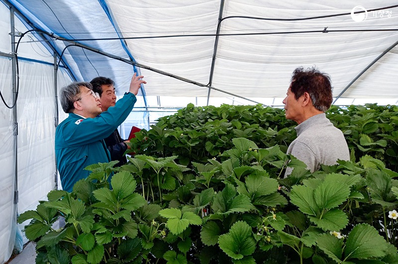 논산 딸기 농가를 방문하여 현장 시설을 살펴보는 유희동 기상청장