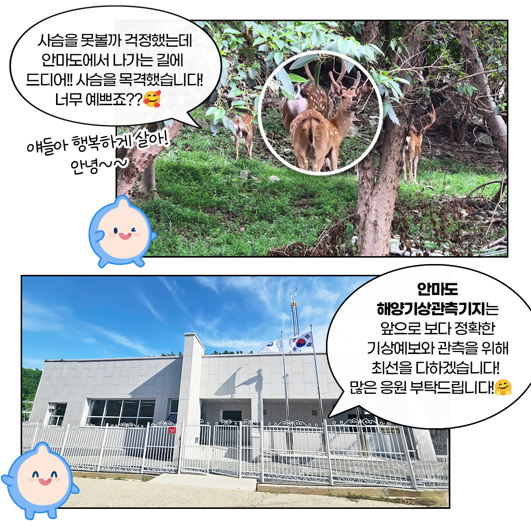 사슴을 못볼까 걱정했는데 안마도에서 나가는 길에 드디어! 사슴을 목격했습니다! 너무 예쁘죠??, 안마도 해양기상관측기지는 앞으로 보다 정확한 기상예보와 관측을 위해 최선을 다하겠습니다..많은 응원 부탁드립니다.