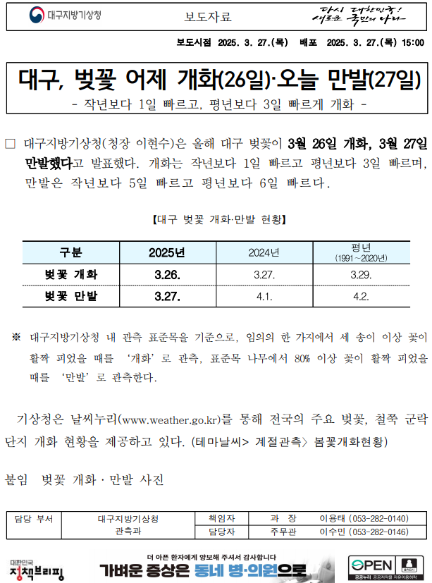 대구 벚꽃 어제 개화(26일), 오늘 만발(27일)