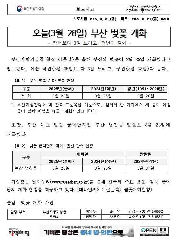 부산 벚꽃 개화 보도자료 첫페이지 캡쳐본 이미지.JPG