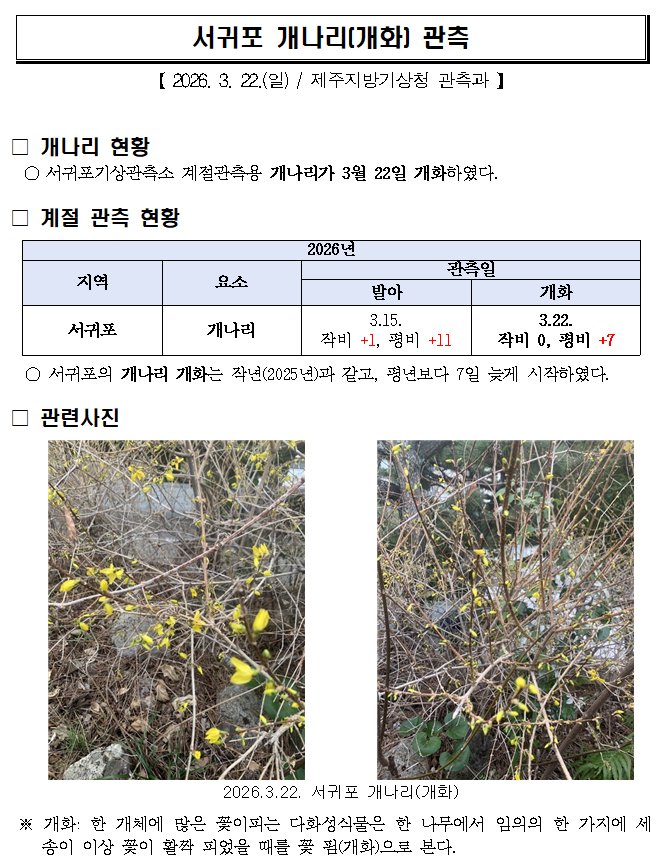서귀포 개나리(개화) 관측(20260322).png