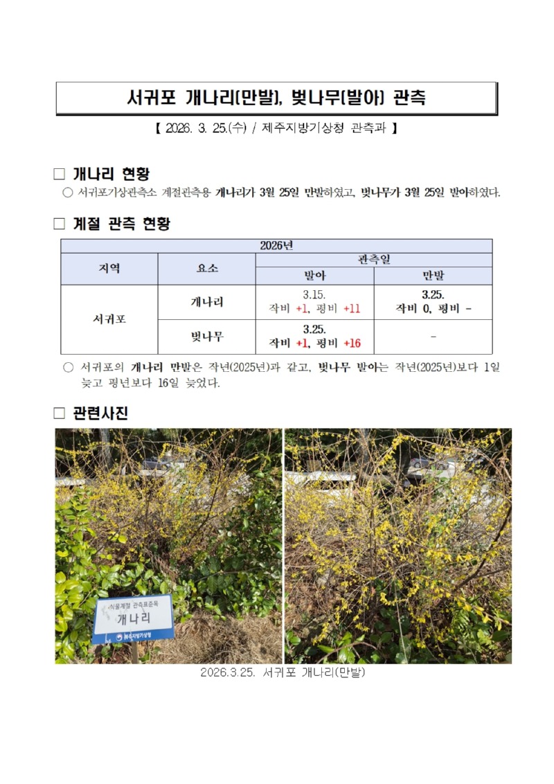 서귀포 개나리(개화), 벚나무(발아) 관측(20260325)001.jpg