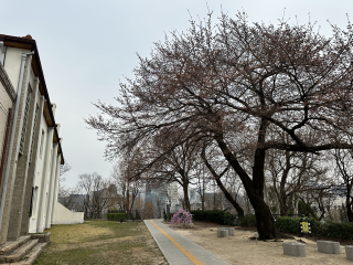 서울기상관측소 벚꽃 개화 전경 사진