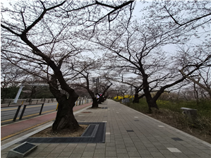 여의도 윤중로 벚꽃 개화 전경 사진