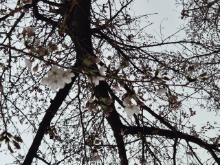 여의도 윤중로 벚꽃 개화 근접 사진