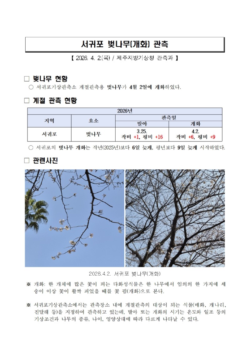 서귀포 벚나무(개화) 관측(20260402).jpg