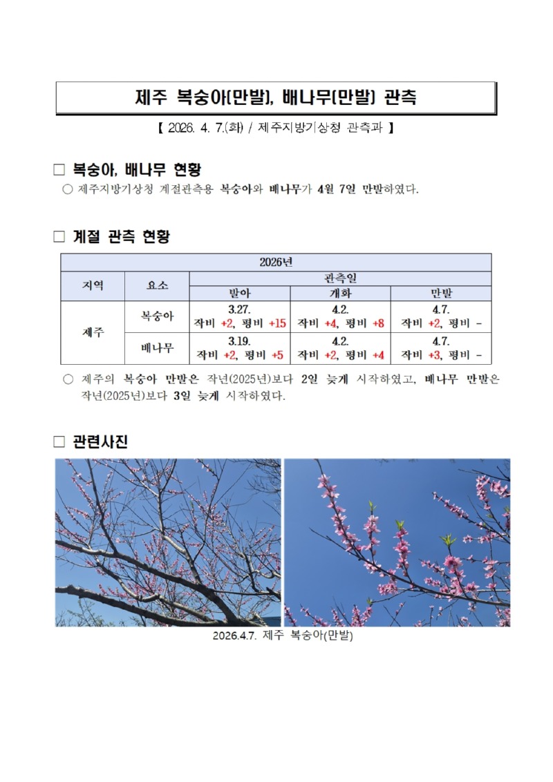 제주 복숭아(만발), 배나무(만발) 관측(20260407)001.jpg