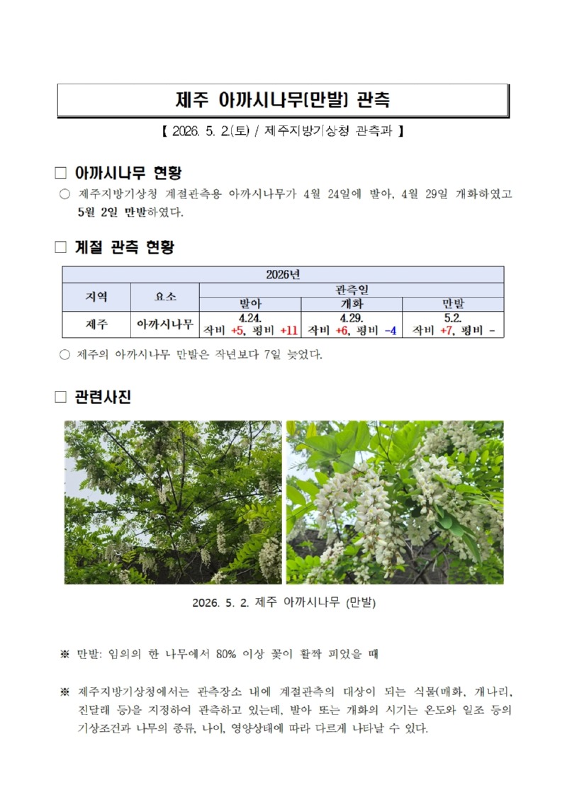 제주 아까시나무(만발) 관측(20260502)001