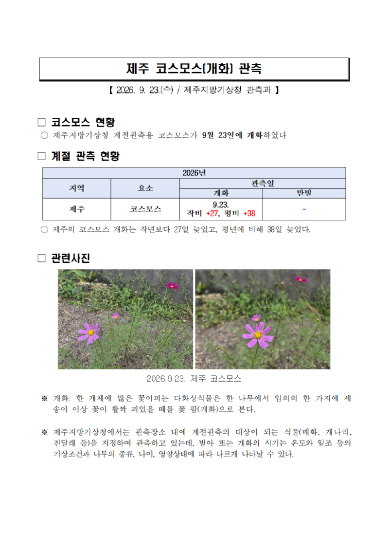제주 코스모스(개화) 관측(20260923)001