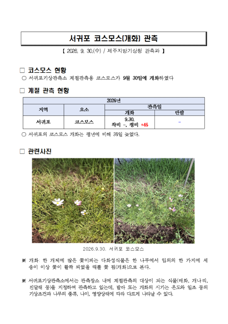 서귀포 코스모스(개화) 관측(2026.09.30).png