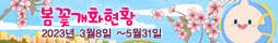 봄꽃 개화현황